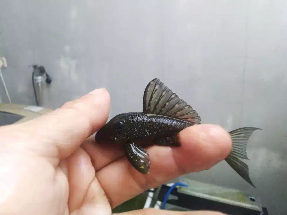Blue Phantom Pleco 9 cm