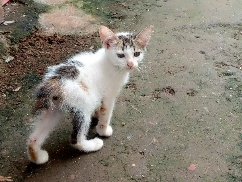 Anakan mixdome usia 2bln