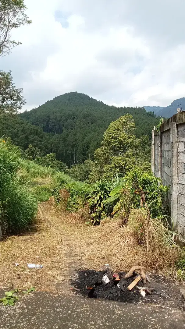 Kebun durian plus pohon kopi di jual akses mobil masuk sampai lokasi
