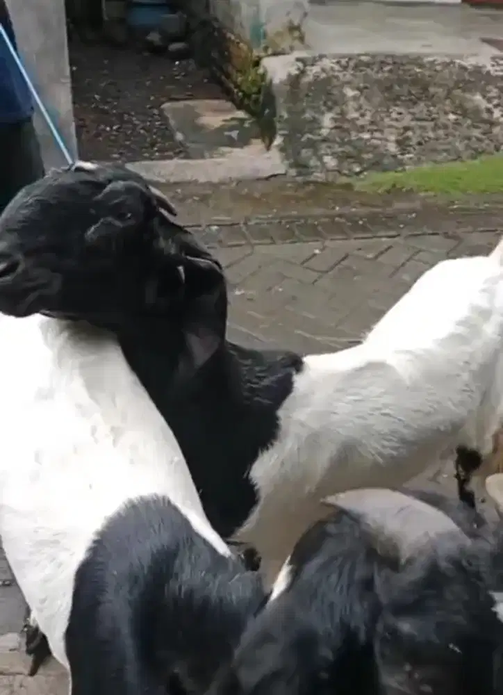 Kami menjual Kambing Etawa Betina dan Kambing Yg Masih Hamil