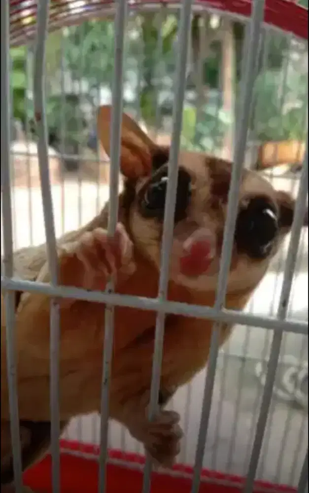 Sugar glider sepasang