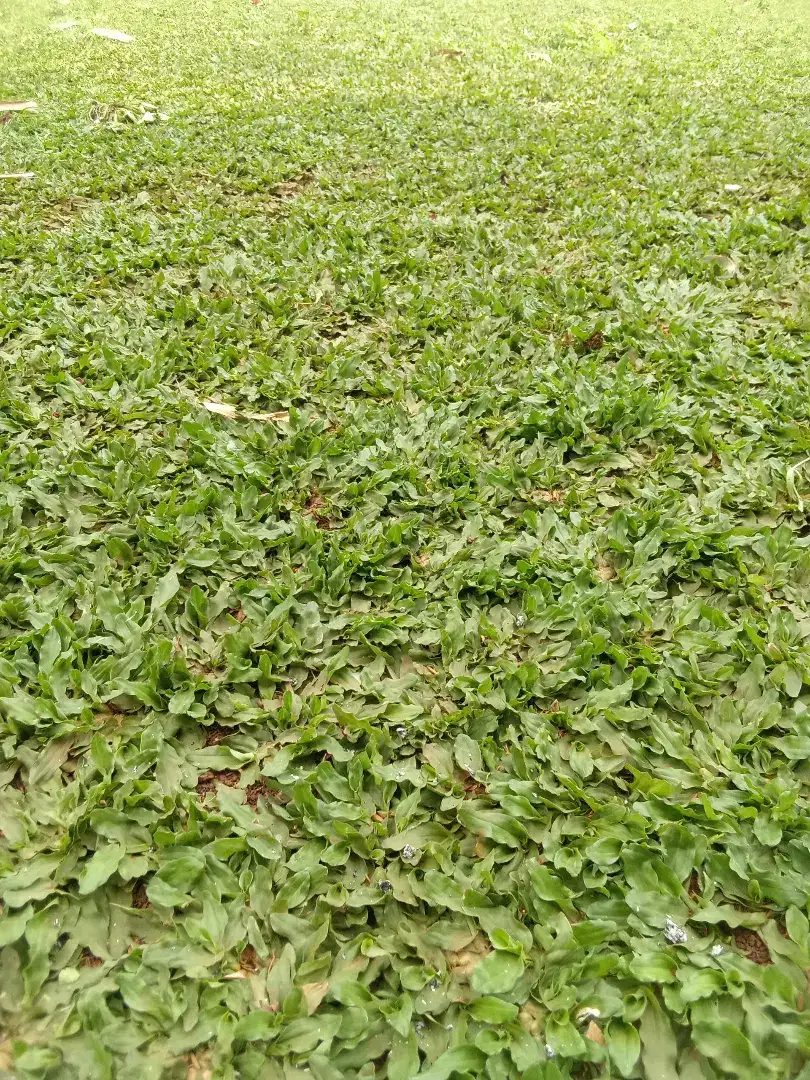 Tukang rumput gajah mini