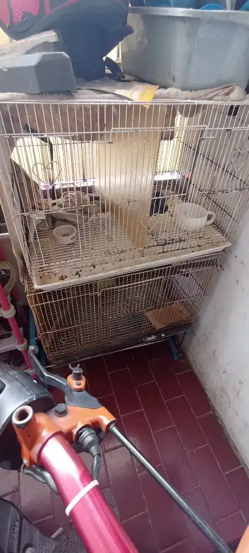 Borongan 3 kandang love bird / sg