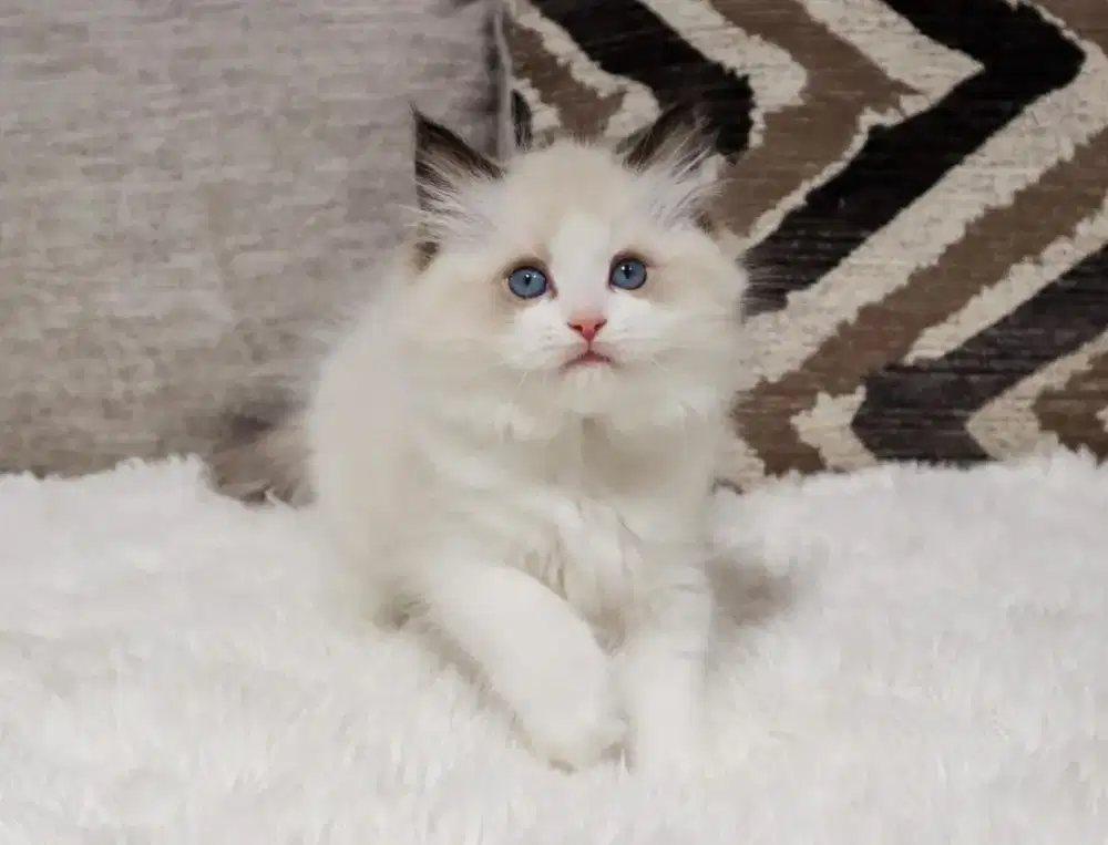 Kitten Ragdoll pure ( breed )