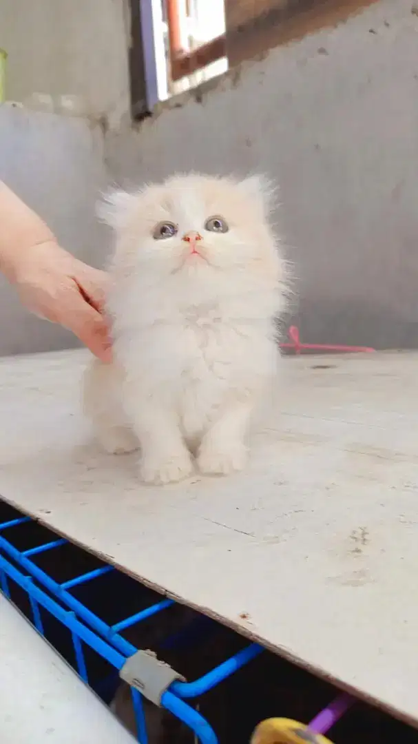 Lepas adopt kitten persian flatnose