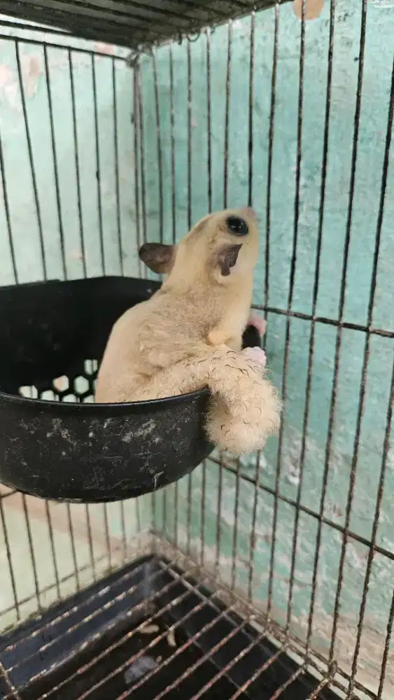 Sugar glider platmoz