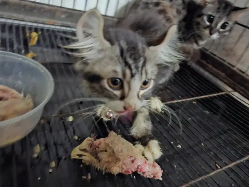 Sepasang Kitten F1 KH sama kitten curl