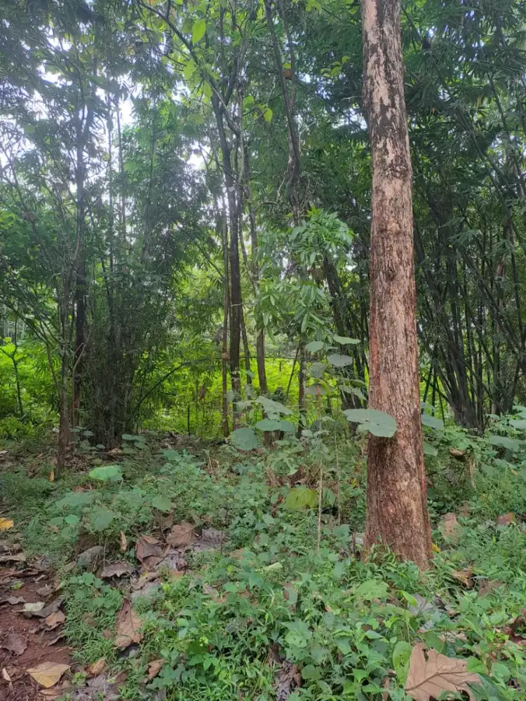 Tanah kebun isi pohon jati AKSES JALAN SENDIRI
