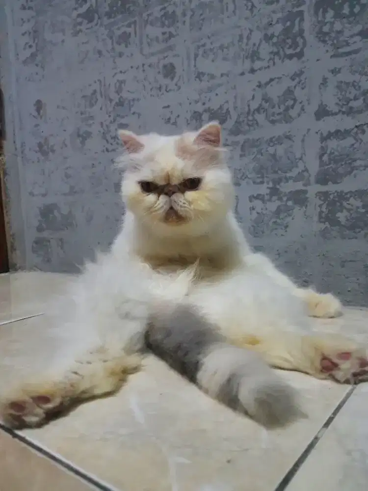 KUCING PUTIH PESEK