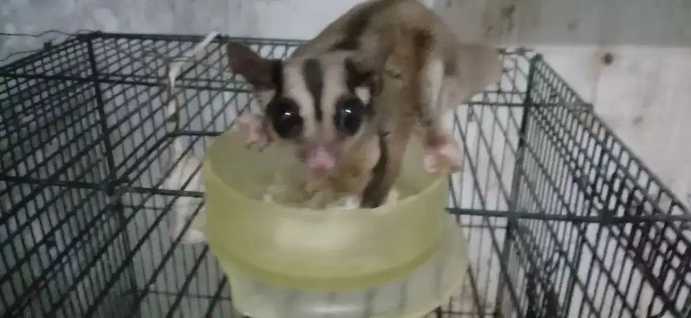 Sugar glider sepasang
