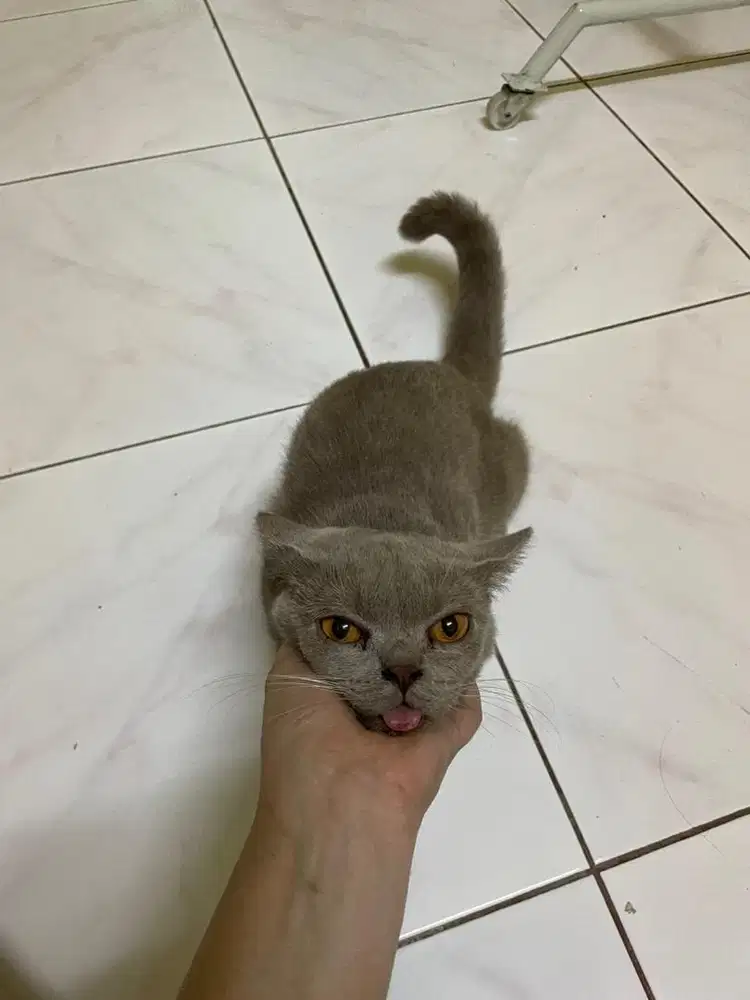 British short hair lilac jantan