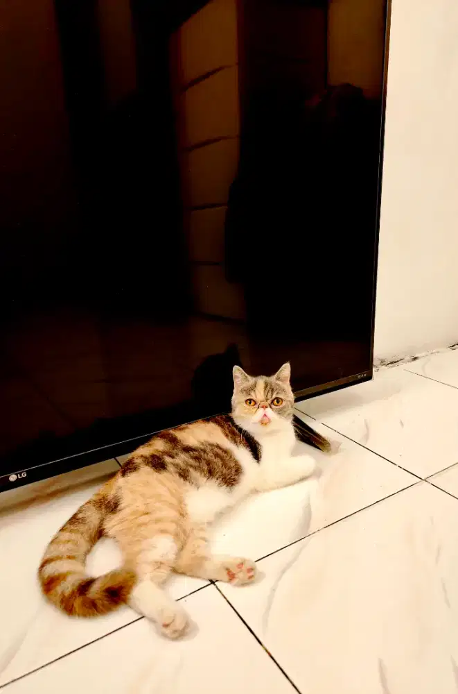 Kucing Exotic Shorhair