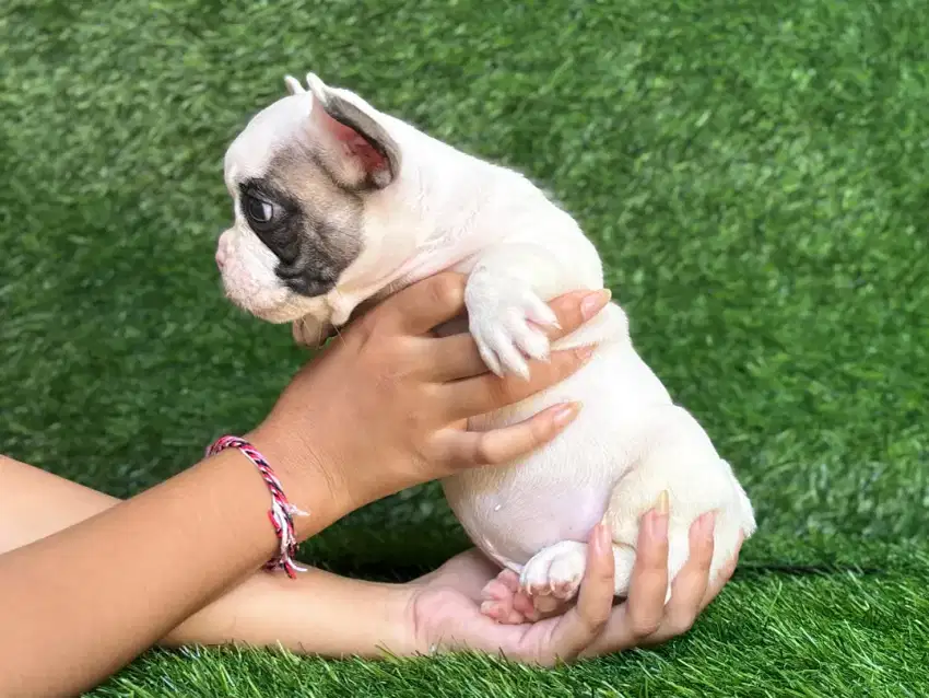 French bulldog jantan