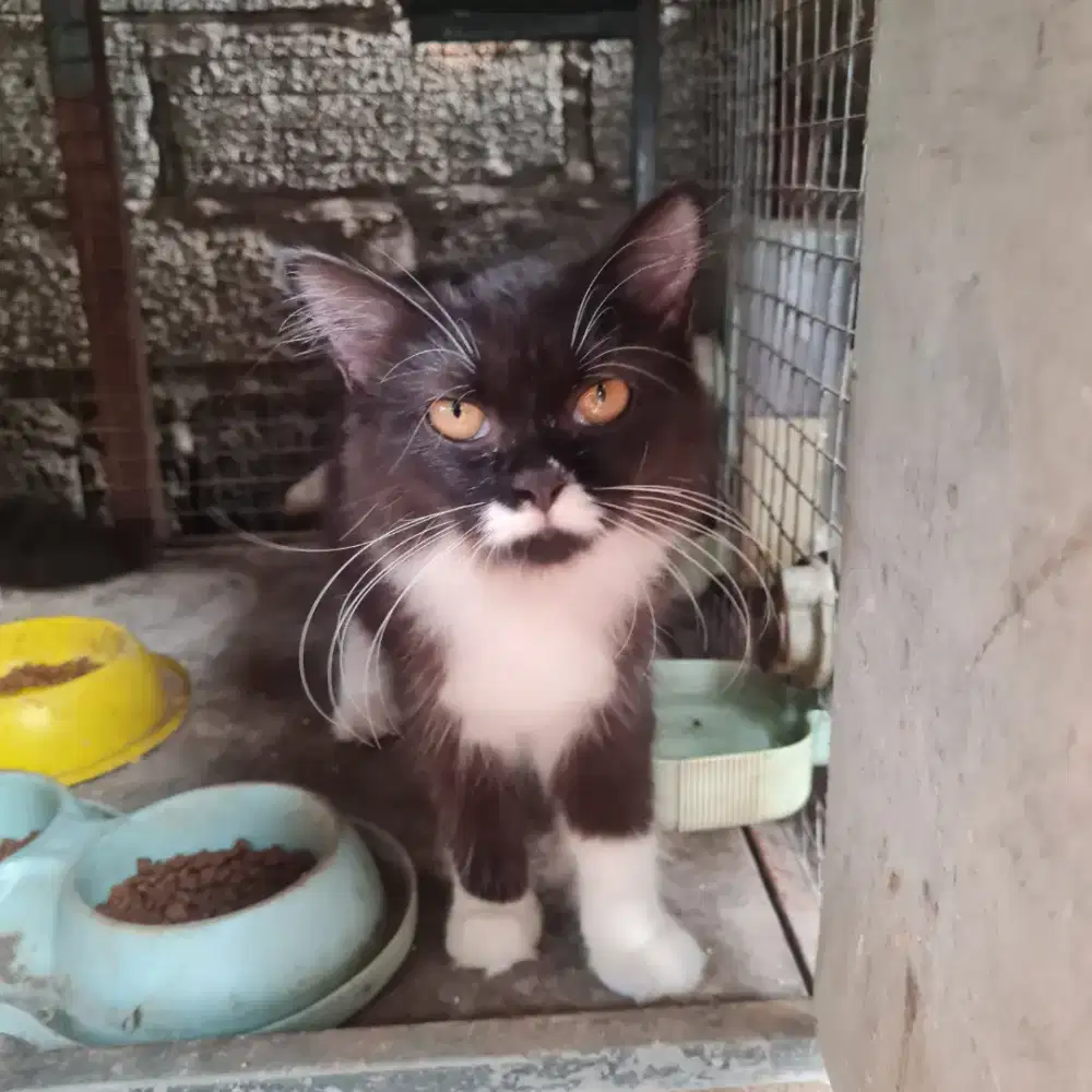 Kucing persia betina