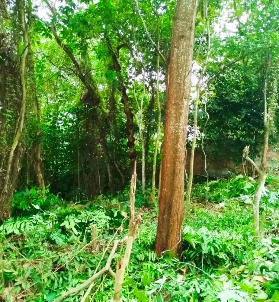 Pohon kayu murah tebangan lahan kayu bakar papan kayu kargo paket