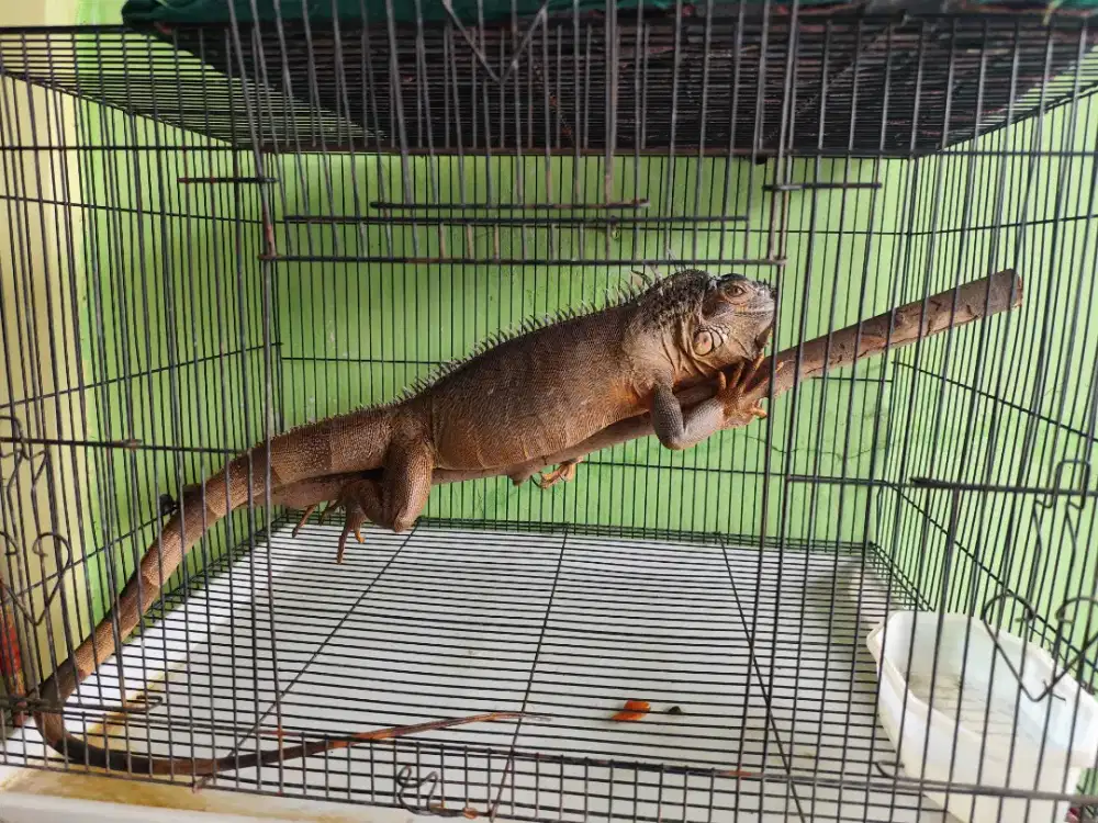 Iguana Red Betina Siap Produksi