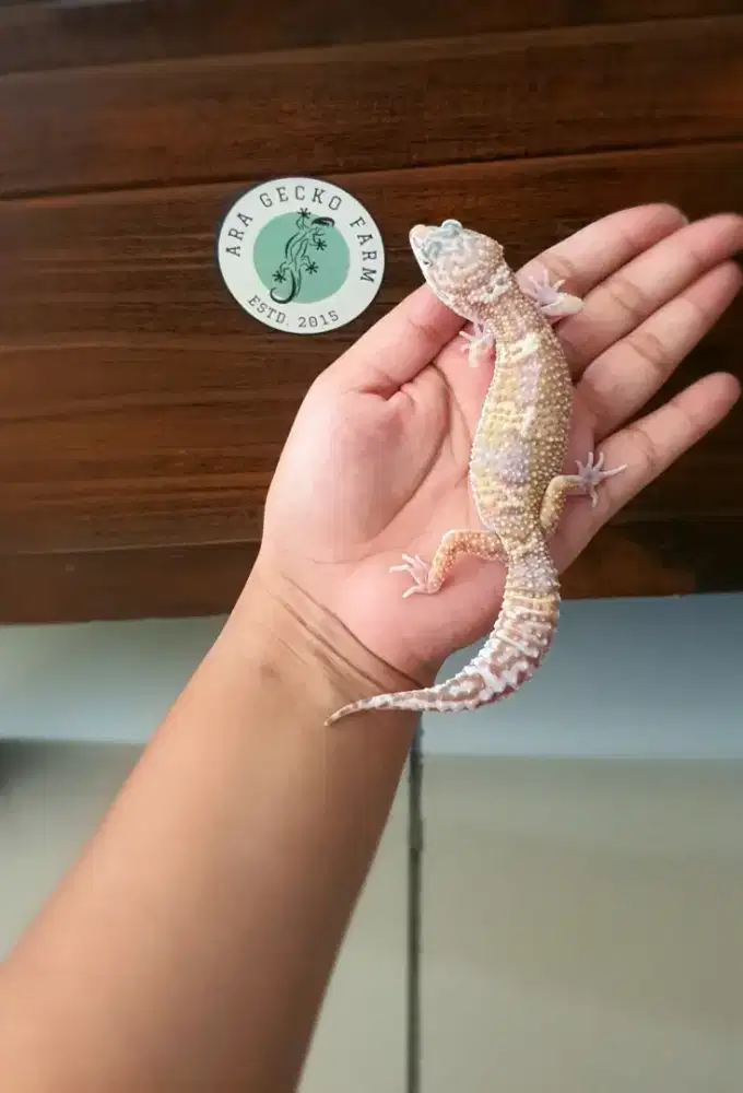 Leopard Gecko Ara Gecko