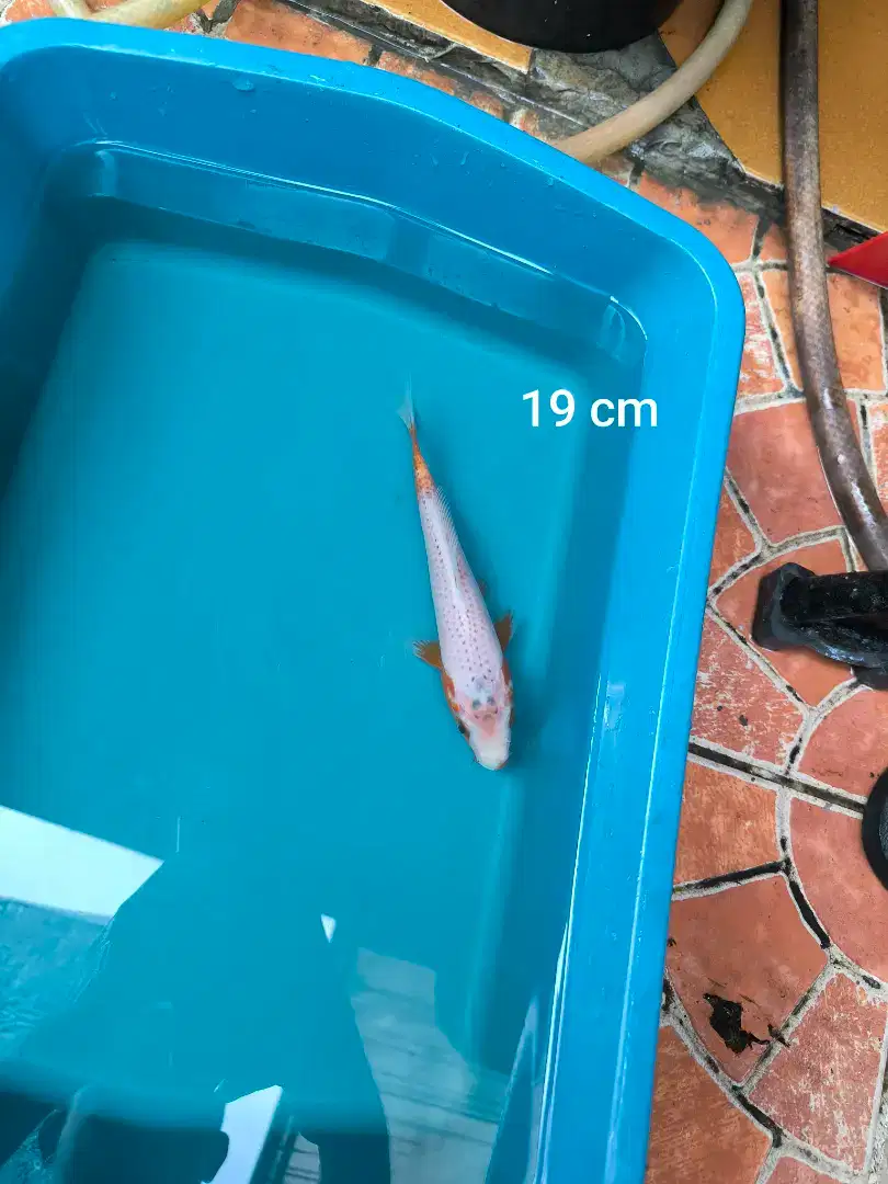 Ikan Koi Yuki Asagi