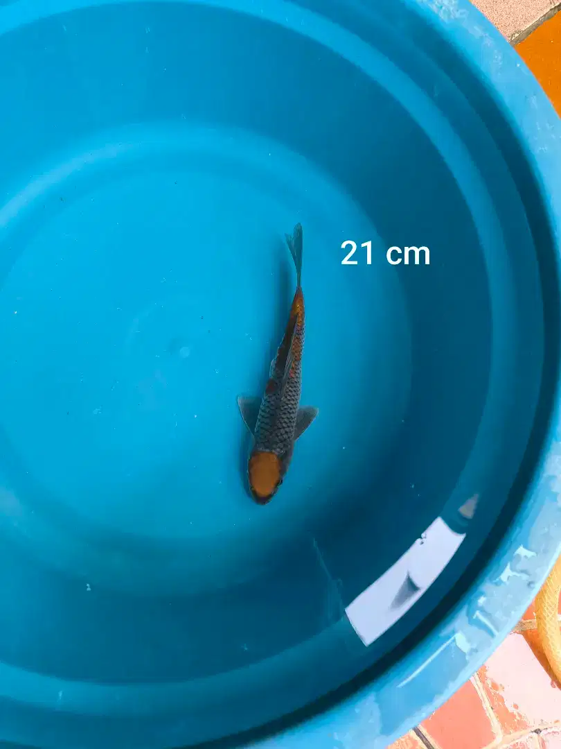 Ikan Koi Ochiba