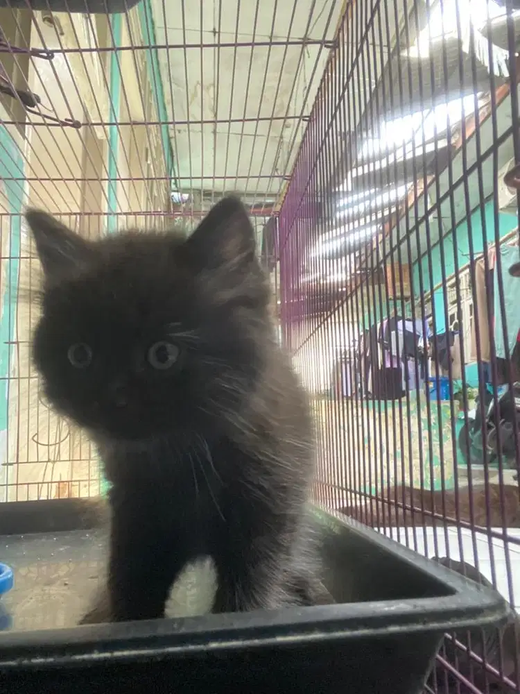 Open adopsi kucing persia