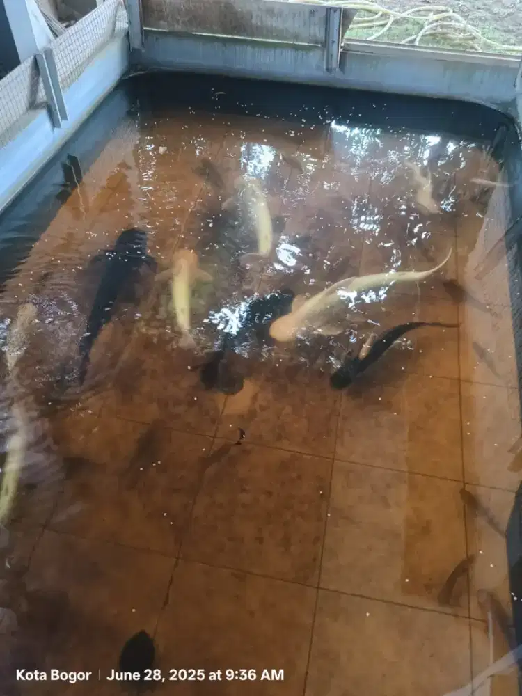 Indukan Ikan Patin Putih & Hitam