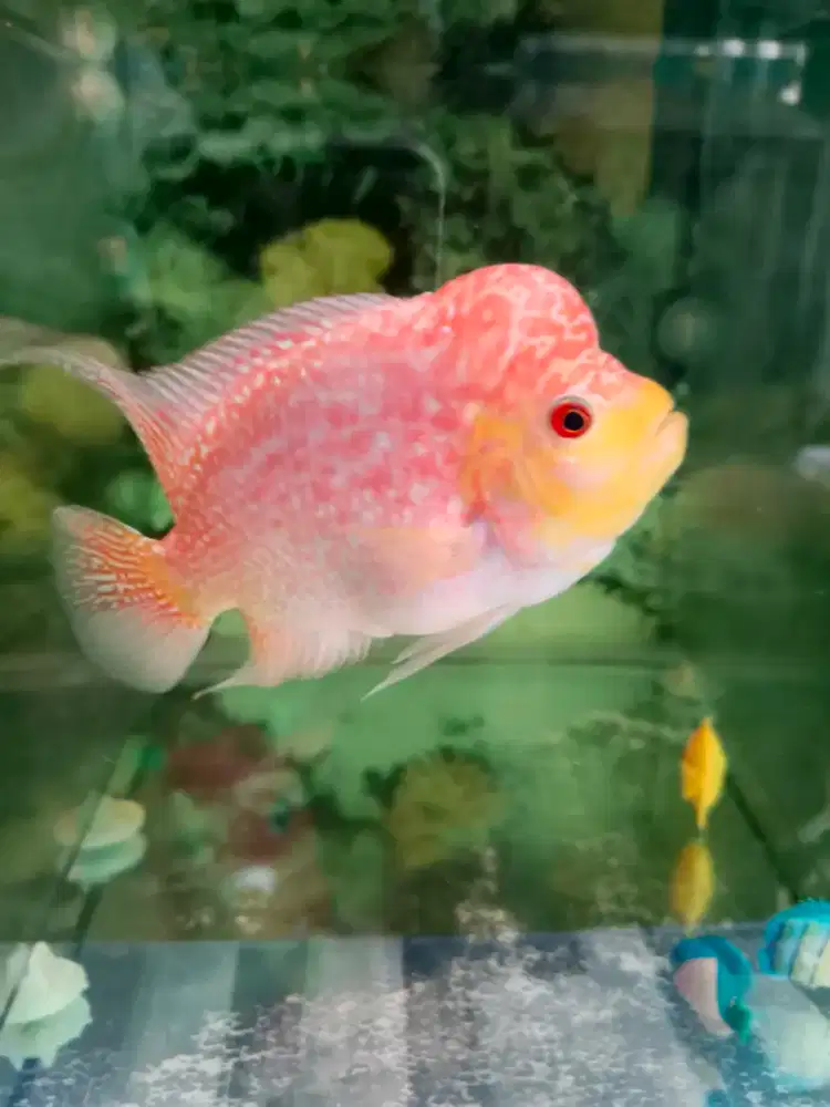 Ikan louhan dan aquarium