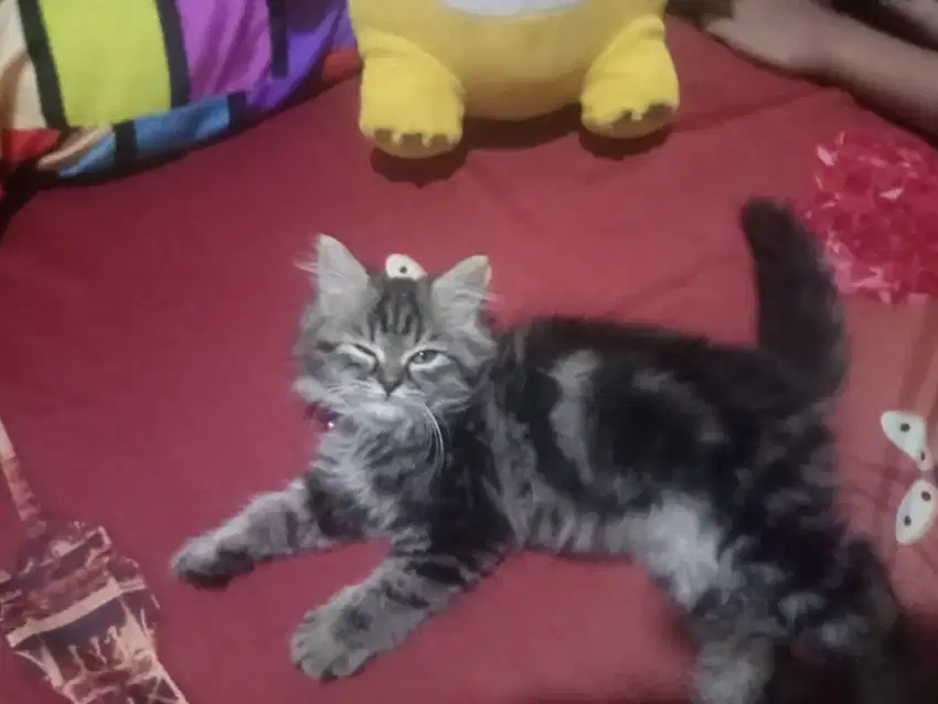 Kitten Persia flatnose