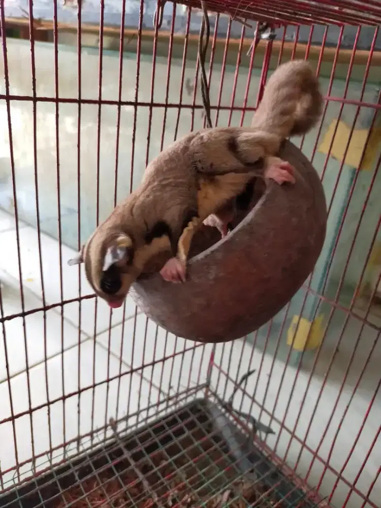 Sugar glider jinak dewasa
