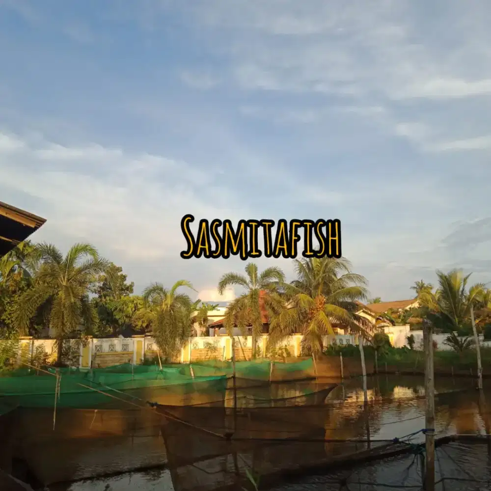 Bibit ikan nila merah sukabumi di Palembang