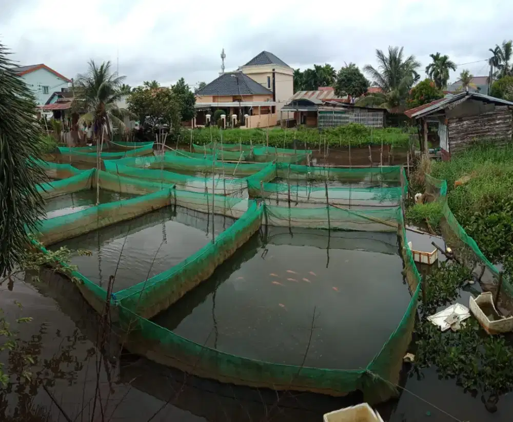 Bibit ikan nila merah super di kota Palembang