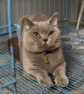 Kucing british british shorthair bsh british short hair