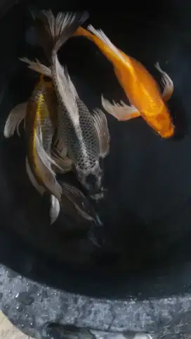 Paket koi slayer kumpay mukashi 3 ekor