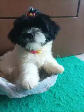 Maltizu puppies