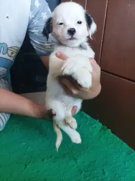 Maltizu Puppies