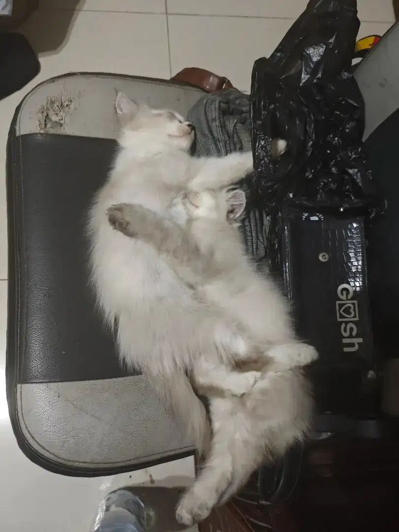 Kucing persia bulu lebat