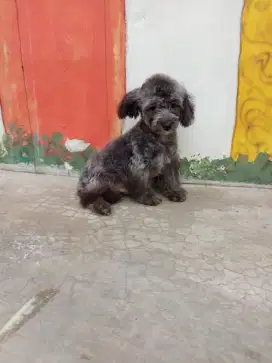 Silver poodle jantan (Male)