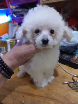 Tea cup poodle putih jantan (male)