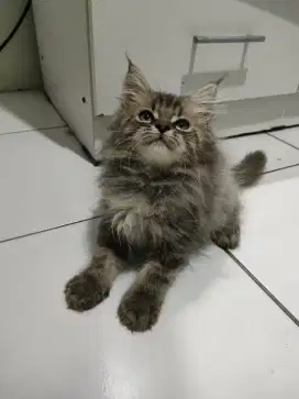 Kitten 3 bulan mix mainecoon-ragdoll