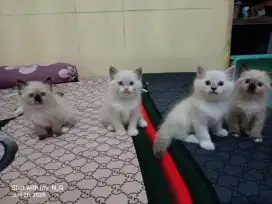 KITTEN RAGDOLL, HIMALAYA CINNAMON