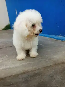 Poodle party & putih betina