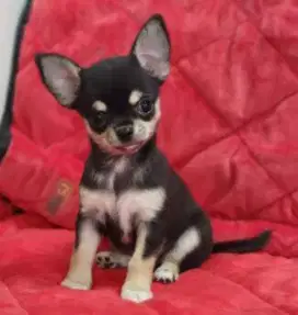 DIJUAL ANAK ANJING CHIHUAHUA