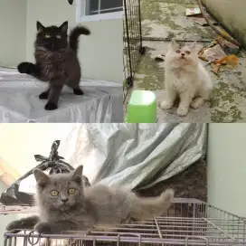 Kucing kitten persia medium / himalaya / anggora / peaknose / flatnose