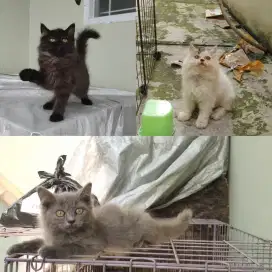 Kucing kitten persia medium / anggora / himalaya / peaknose / flatnose