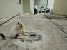 Kucing kitten persia peaknose / anggora / himalaya / flatnose
