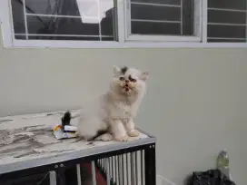 Kucing kitten persia peaknose / himalaya / flatnose / anggora /british