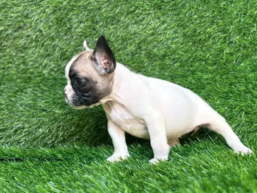 French bulldog puppy