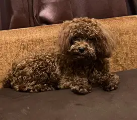 Anjing pudel toys