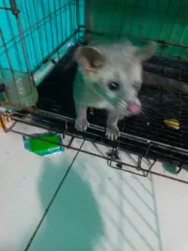 Musang kelawu umur 3 bln