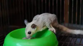 Sugar Glider Sepasang Plus 2 Joey WF