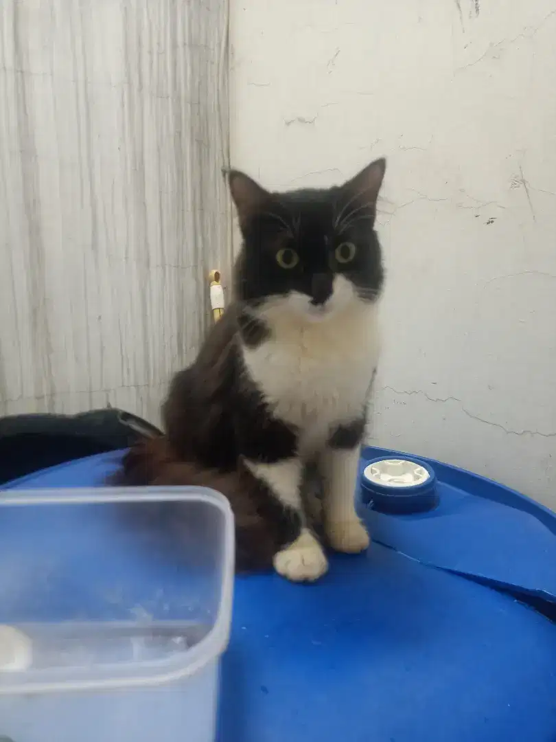 Kucing Persia Coklat tua betina